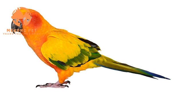 Đặc điểm chung của giống vẹt Sun Conure là có màu sắc sặc sỡ, chính vì vậy chúng còn hay được gọi là vẹt mặt trời và chúng có chiếc đuôi dài